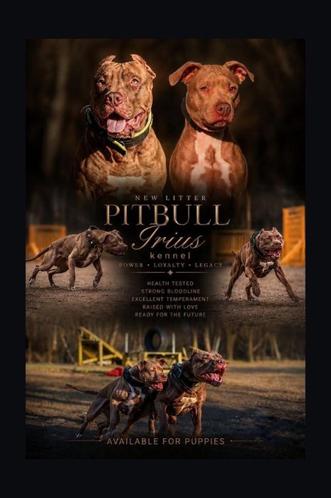 Щенки Американский питбуль терьер.  Пітбуль. Puppy Pitbull.