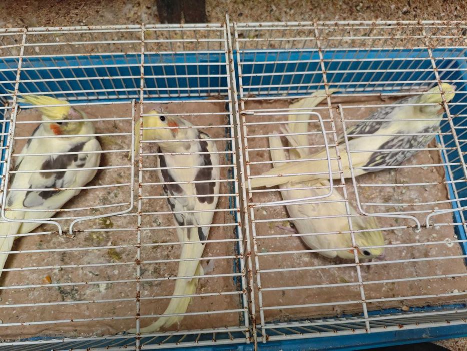 Caturras muito bonitas