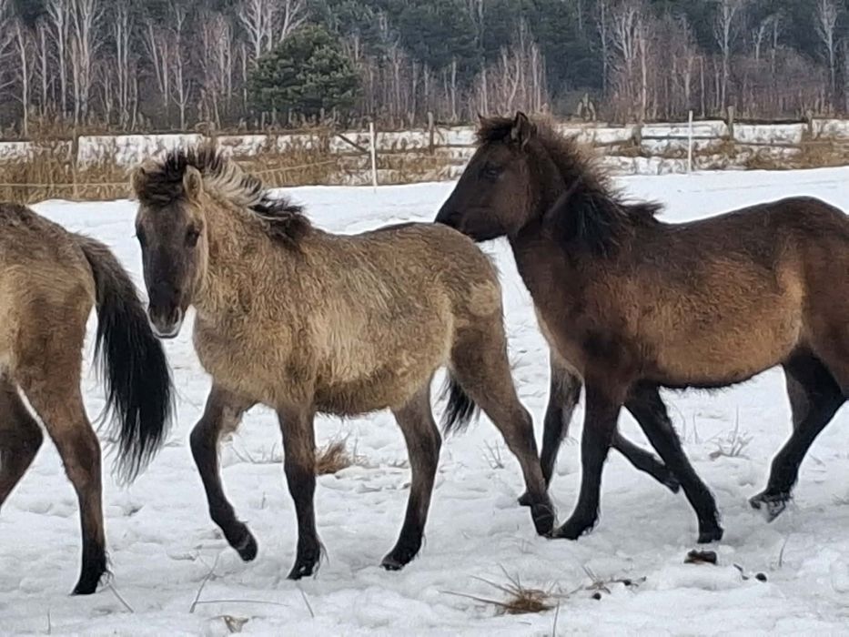 Sprzedam źrebięta konik polski