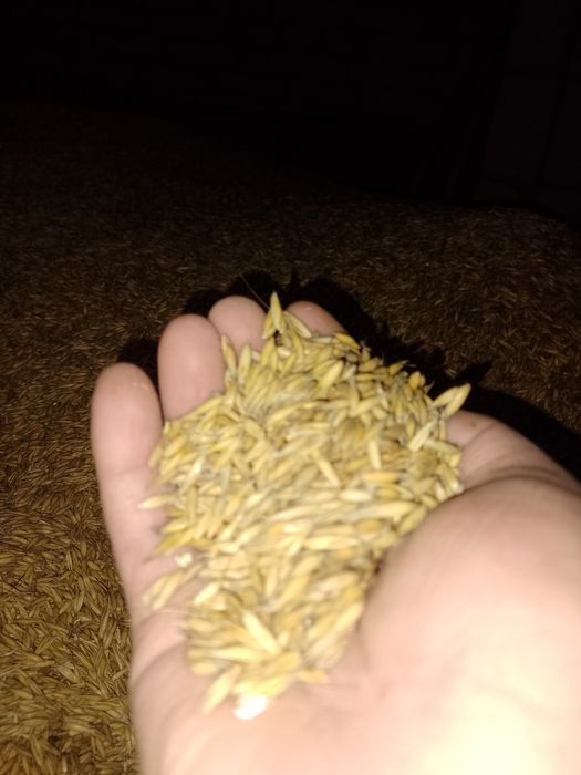 Sprzedam owies tegoroczny