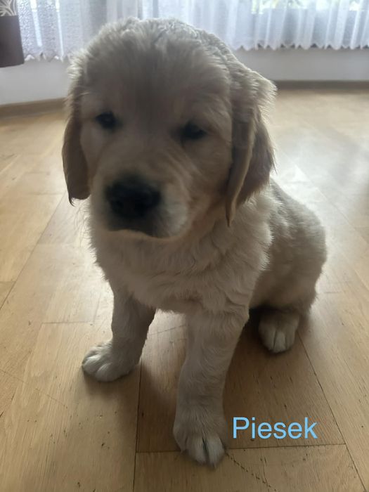 Szczeniak Golden Retriever GOTOWY DO ODBIORY
