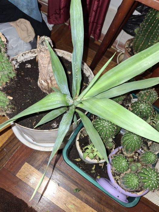 Юкка кімнатна  28 см