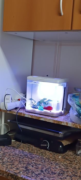Aquário completo com Betta