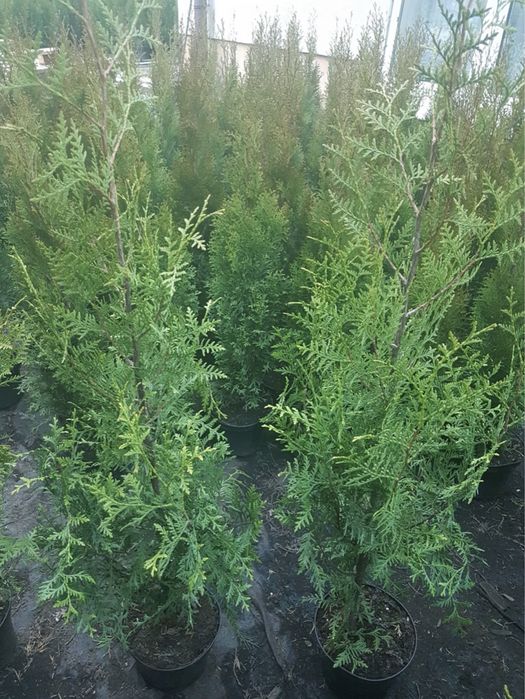 Туя Брабант 80-90 см