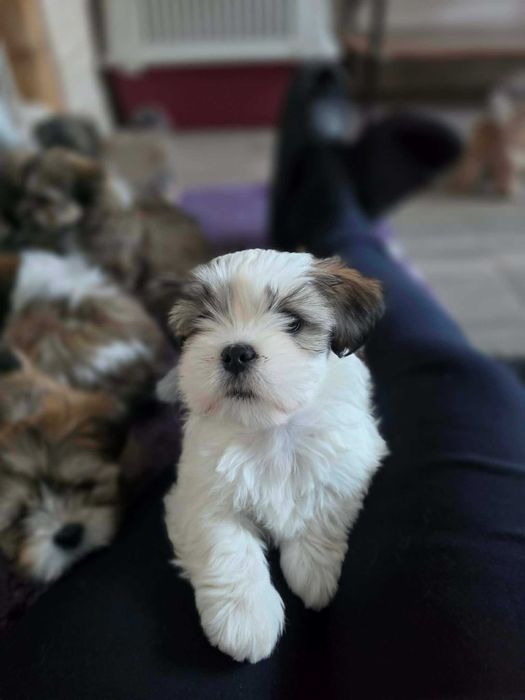 Lhasa apso - suczka z super pochodzeniem ZKwP/FCI