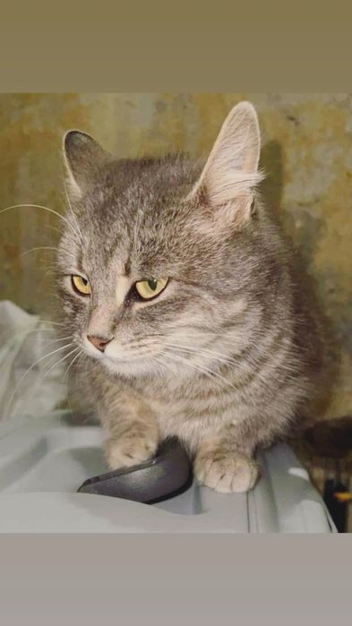 Отдам серую вискасную кошку, стерилизована, 1,5 года