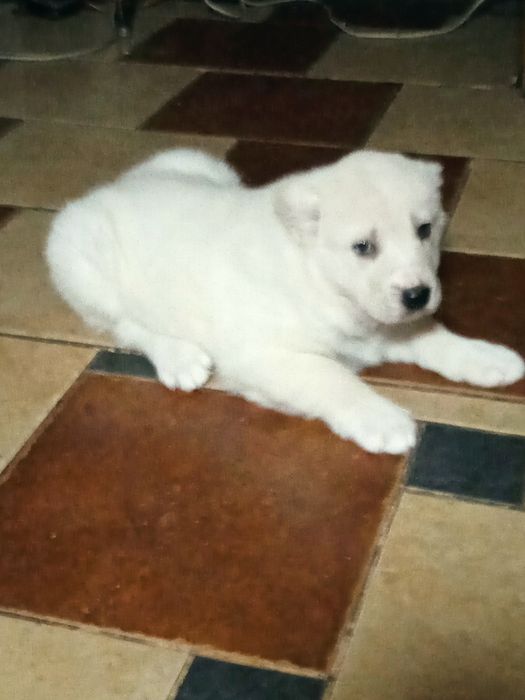 Продаж собаки породи Алабая