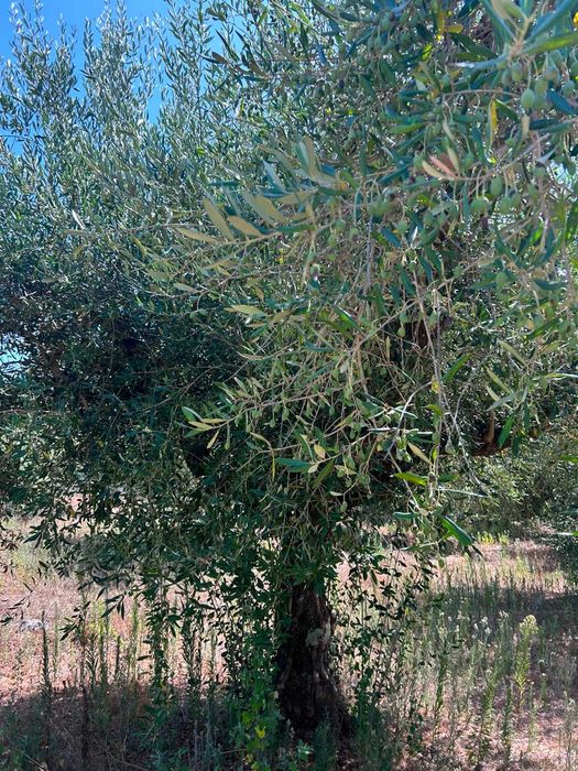 7 oliveiras adultas e produtivas