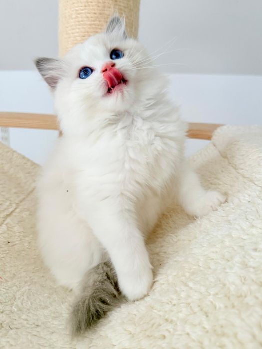 Kocur Ragdoll kociak blue bicolor, kot - rodowód FPL, Draco - gotowy do odbioru
