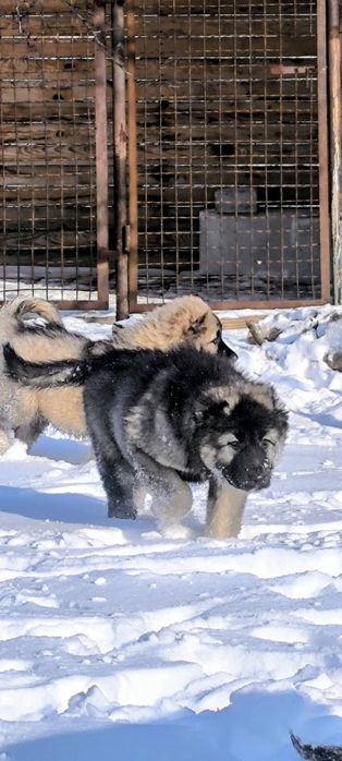 Кавказская овчарка