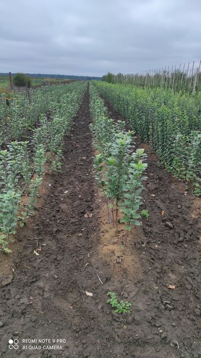 Продам підщепу Q-Eline , BA-29, М-9, 54-118