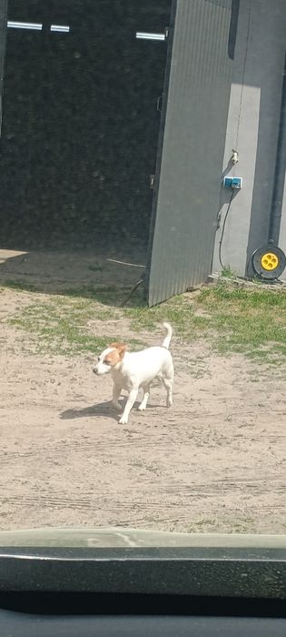 Oddam Za darmo  Jack Russell terier