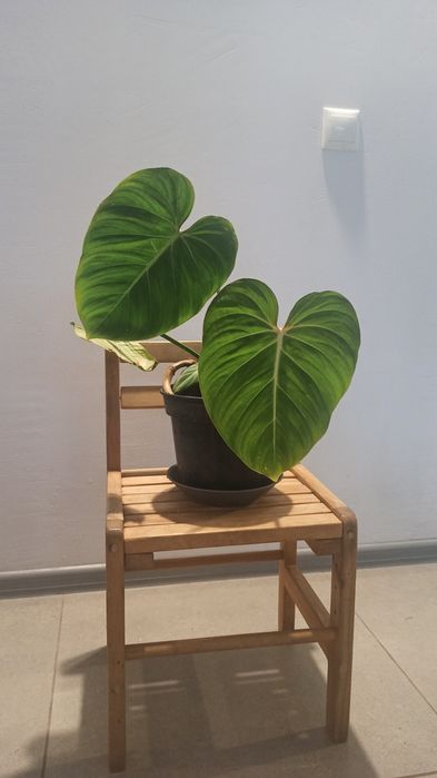 Філодендрон Глорізум Philodendron gloriosum