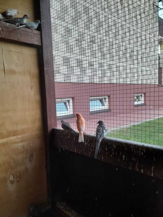 Zeberki, kanarki, gołąbki diamentowe