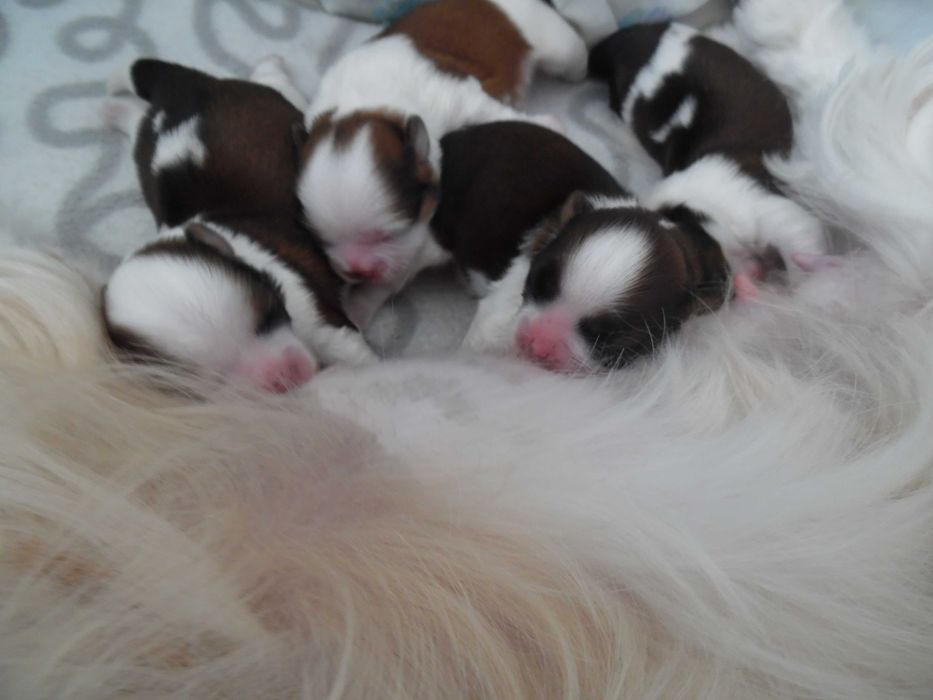 Piękny piesek shih tzu z wielopokoleniowym rodowodem