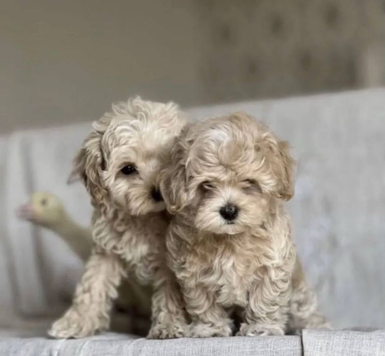 Собачка мальтипу ф1