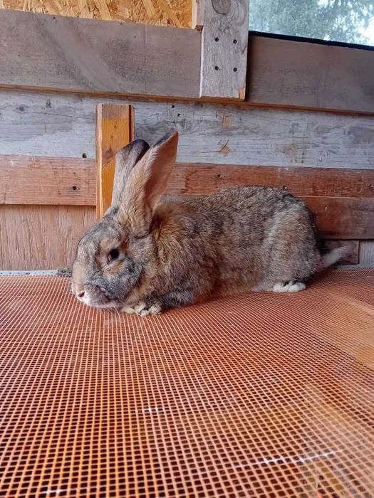 Królik  mieszaniec  po samcu  belgijskim