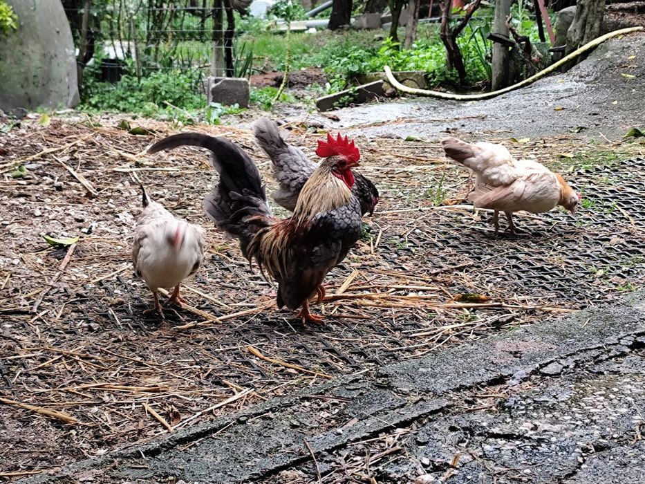 Ovos serama e gahmong