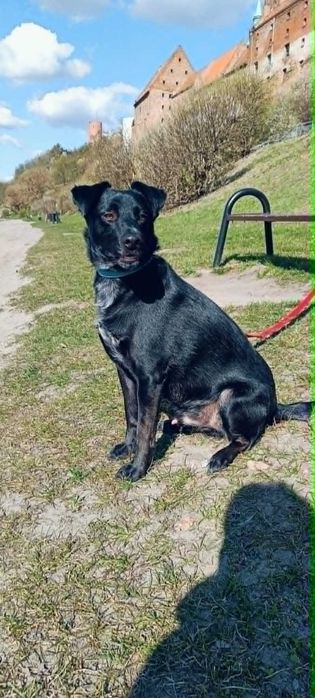 Fajny psiak do adopcji