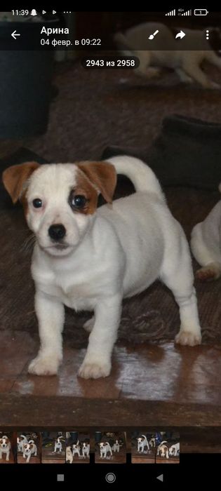 Джек Рассел терьер,сука
