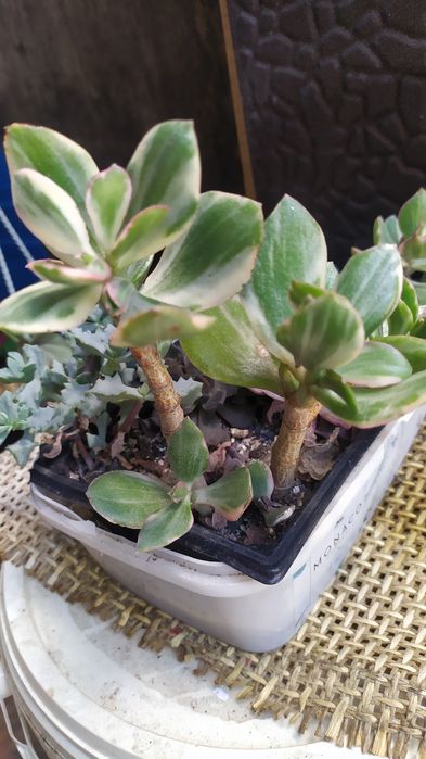 Крассулы, суккуленты