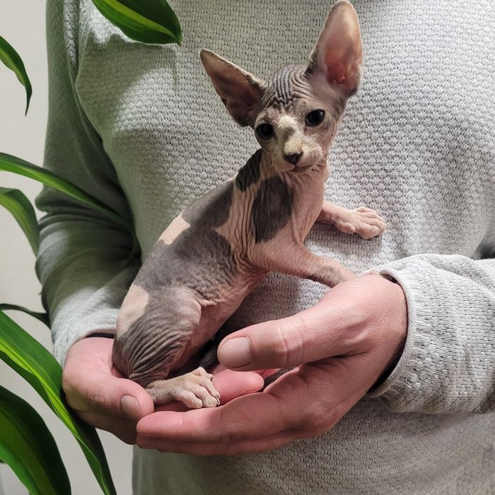 Gatinha sphynx bebé