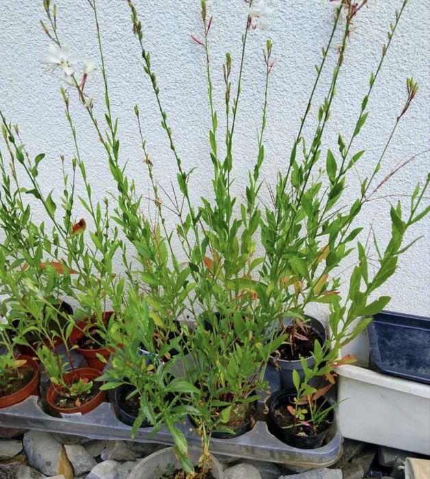 Gaura biała sadzonki