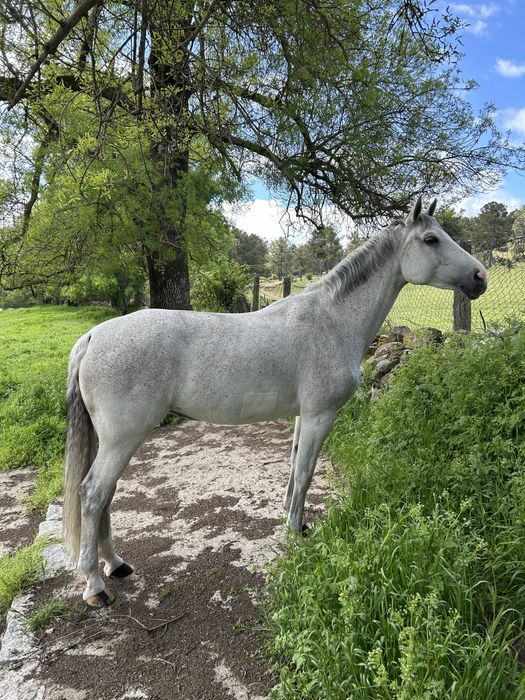 Égua com Exelente Origem de salto .