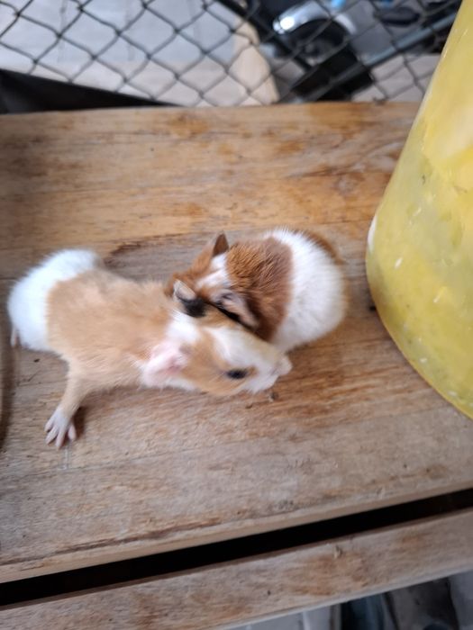 Świnki morskie bracia