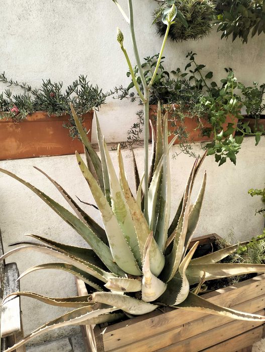 Planta Aloé Vera Grande (4 anos)