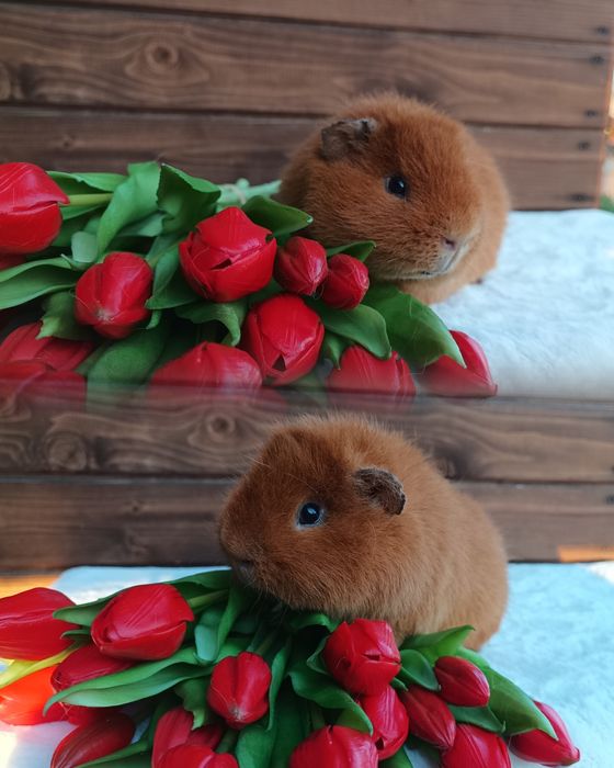 Świnka US Teddy kawia domowa gładkowłose