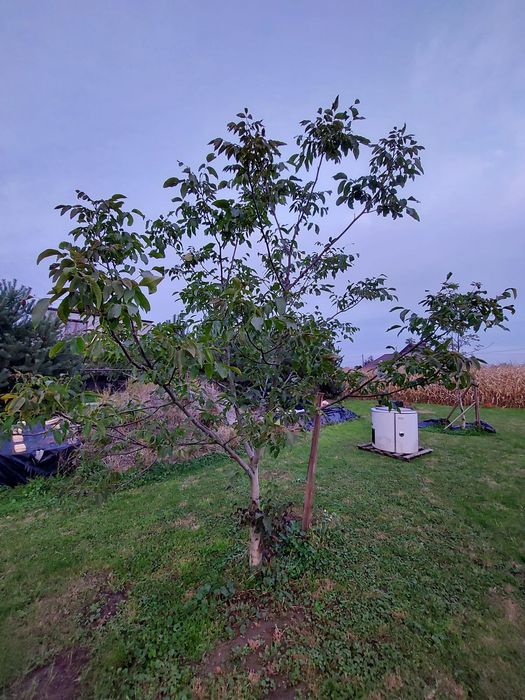 Orzech szczepiony sejfendorski