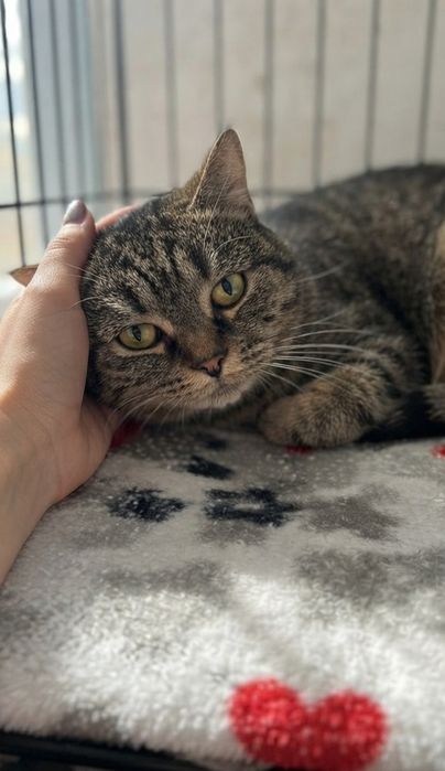 Котик ищет любящее сердце!!