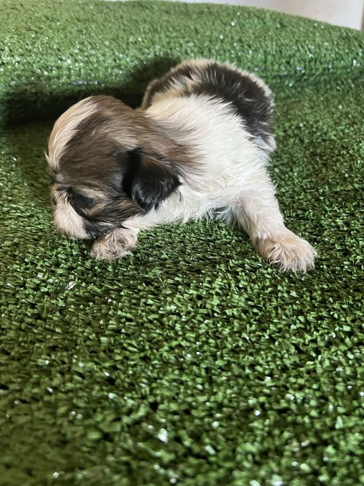 Shi-tzu.excelemte macho pequenino