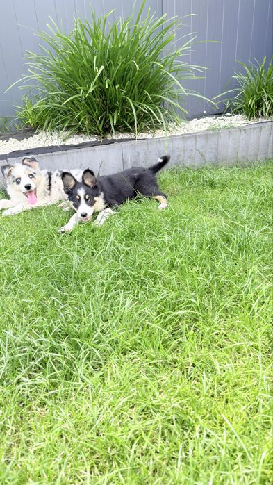 Border collie suczka