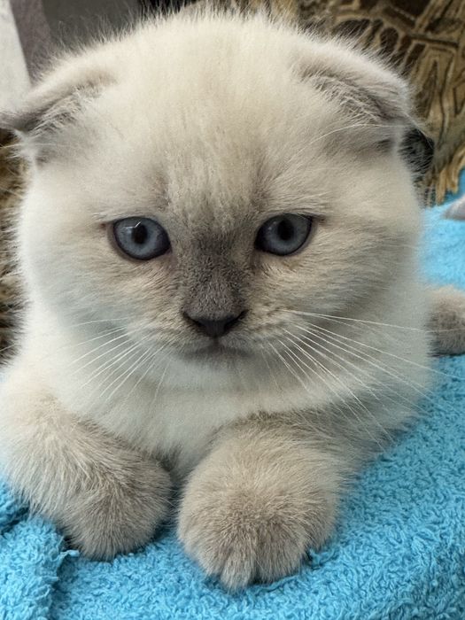 Шотландские котята