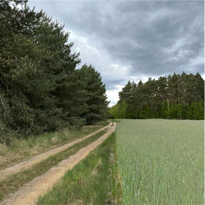 WYJĄTKOWE!!!Sprzedam 3 działki z lasem .Nowy MPZP.