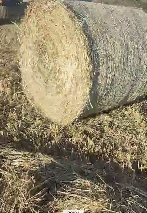 Nova campanha !!!!Feno de azevem seco em rolo