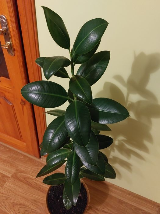 Алоя та алоя арістата