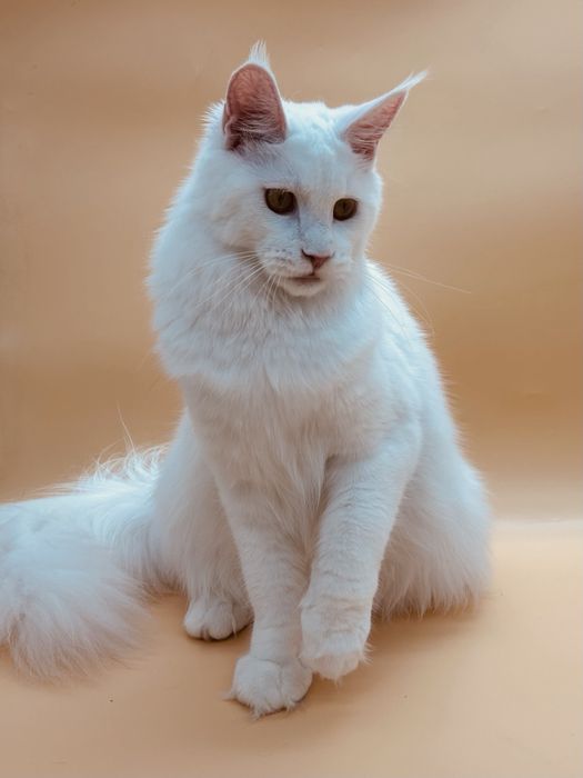 Мейн кун девочка с документами