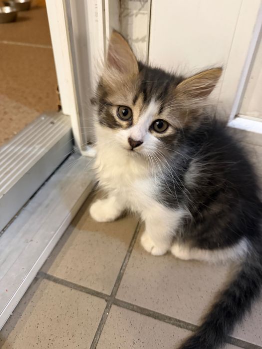 Маленькие котики ищут своих людей