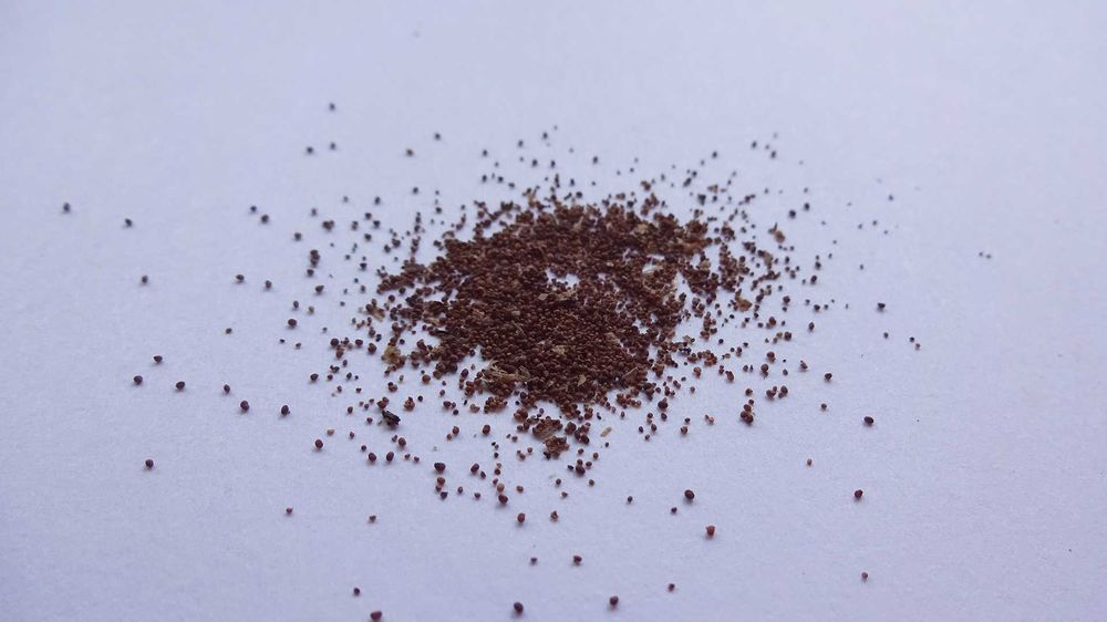 500 Sementes de Tabaco Burley Sabor Forte Alto Teor de Nicotina Envio Grátis Biológico Orgânico Bio Agricultura Planta Natural