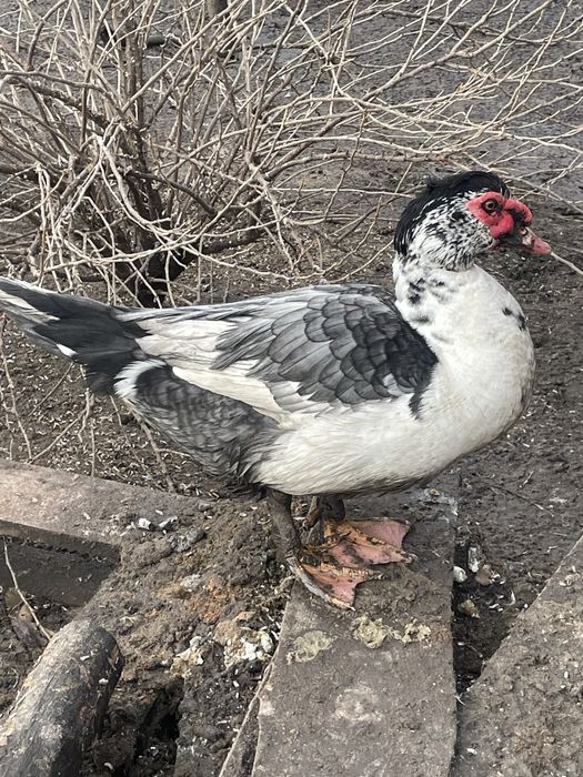 Шипуни індокачки