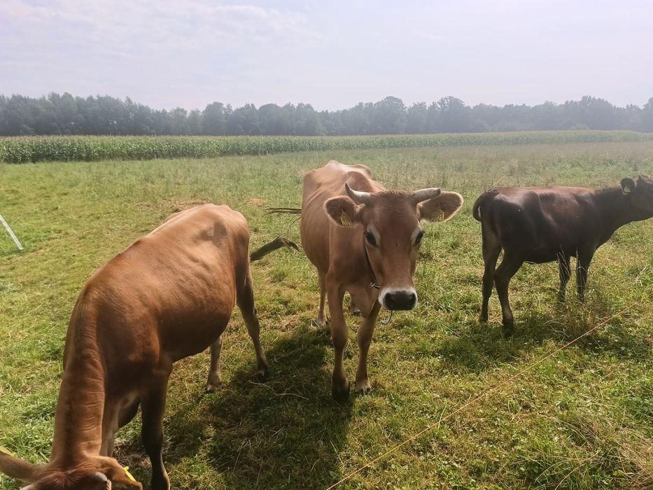 Jersey krowa i dwie jałówki