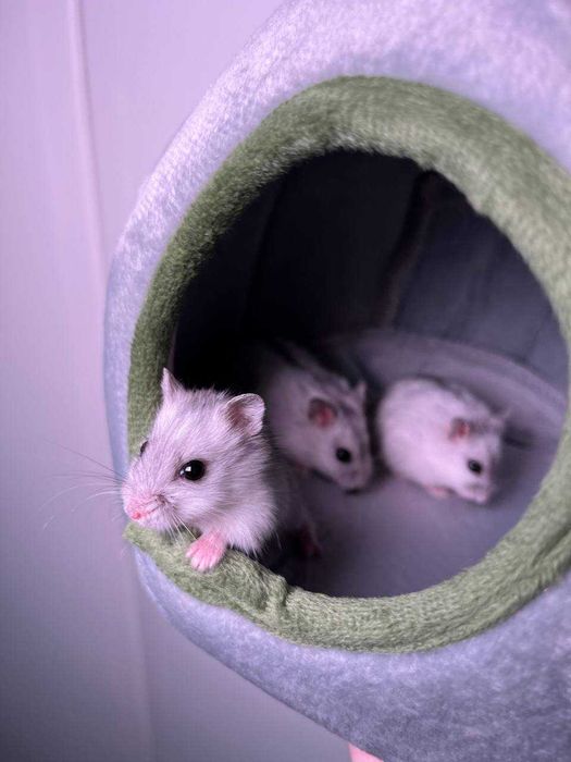 Хомки, хомяки ручные, молодой джунгарик, детки хомяки