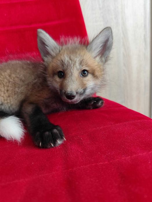 Lis, lisek, liski domowe, lisy hodowlane.  Hodowla Marble Fox, na 2026