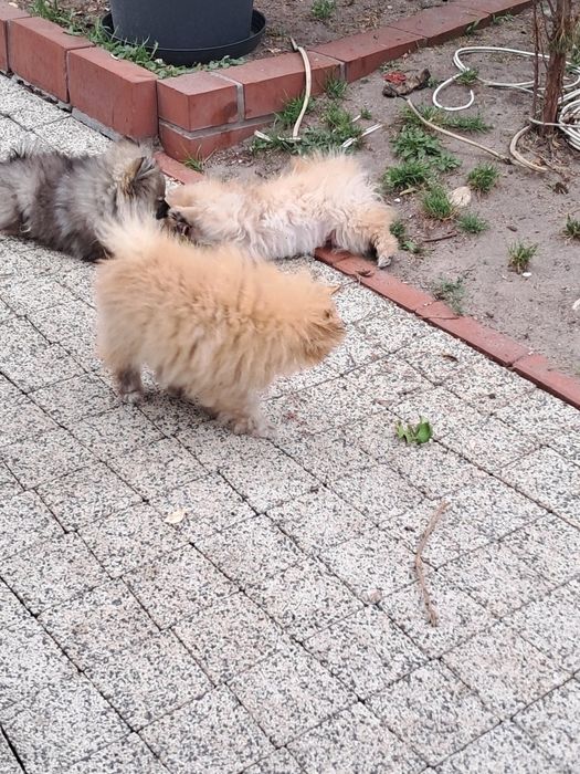 Pomeranian szpic miniaturka