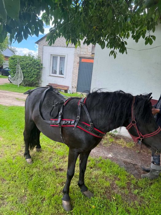 Koń kucyk ogierek