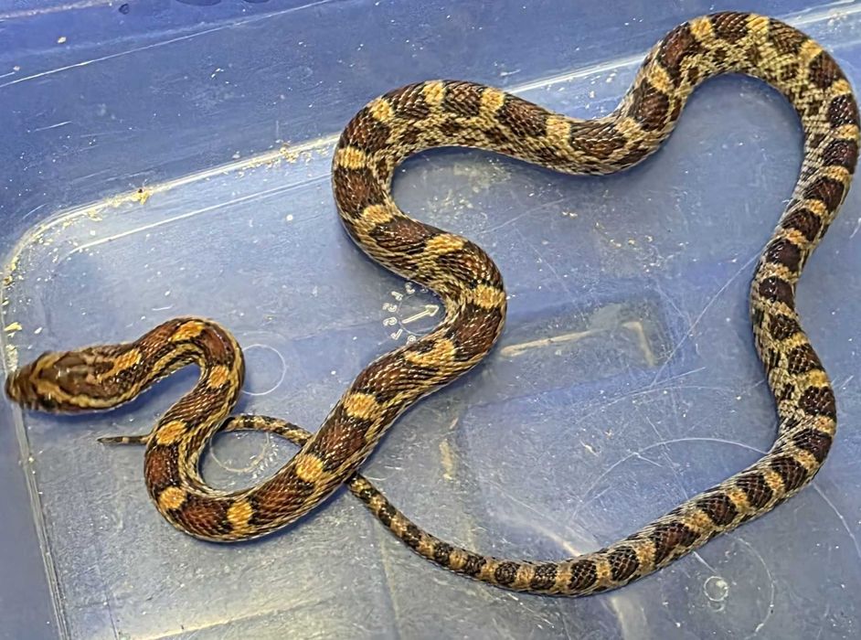 Wąż zbożowy Classic