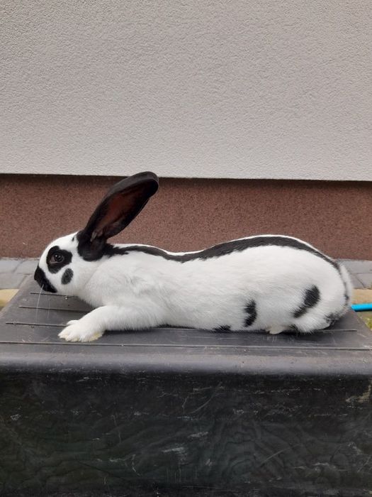 Srokacze czarne OSC niemieckie z rodowodem i belgi olbrzymy